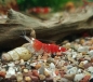 Preview: Crystal Red