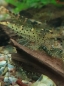 Preview: Spotted Tiger