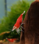 Preview: Super Crystal Red