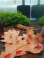 Preview: Super Crystal Red