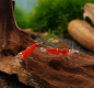 Preview: Super Crystal Red