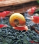 Preview: Rote Posthornschnecke