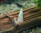 Preview: Indische Turmdeckelschnecke