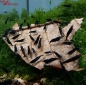 Preview: Schwarze Tiger BT1/BT2
