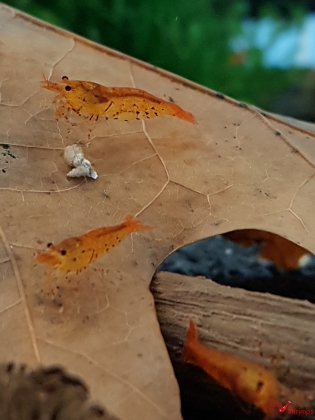 Tangerine Tiger