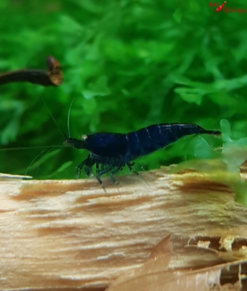 Royal Blue Tiger