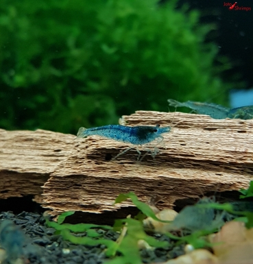 Aura Blue