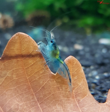 Blue Jelly