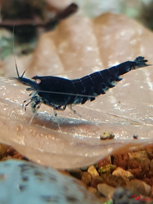 Deep Blue Tiger OE