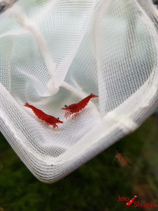 Preview: Red Sakura