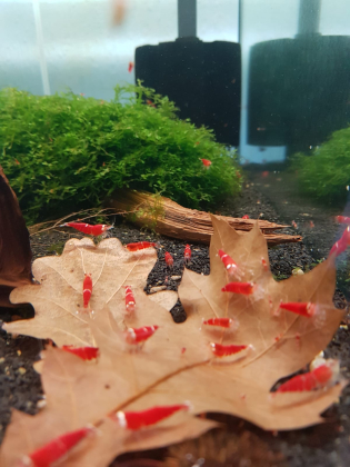 Super Crystal Red