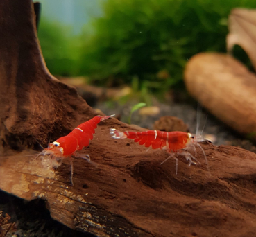 Super Crystal Red