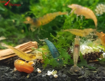 Amber Shrimps OE