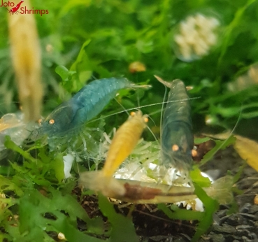 Amber Shrimps OE
