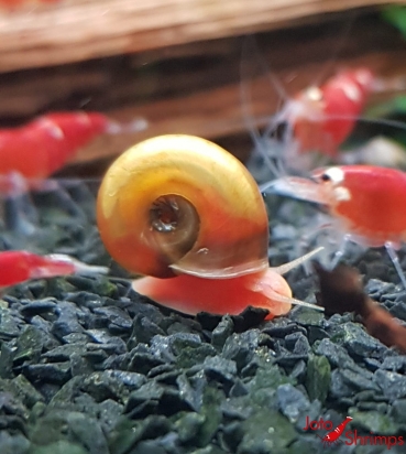 Preview: Rote Posthornschnecke