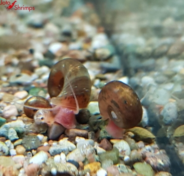 Preview: Braune Posthornschnecke