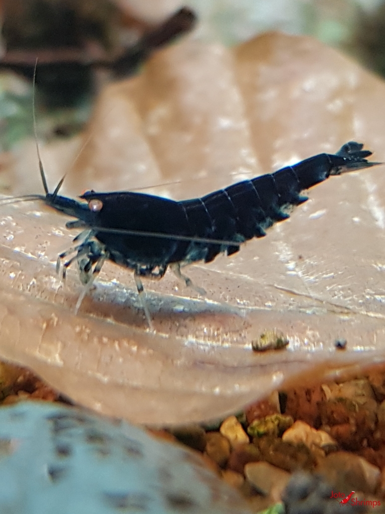Deep Blue Tiger OE
