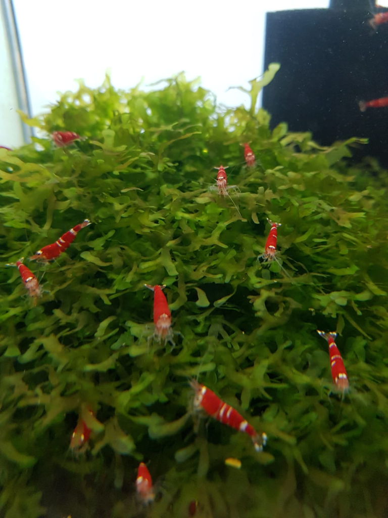 Super Crystal Red