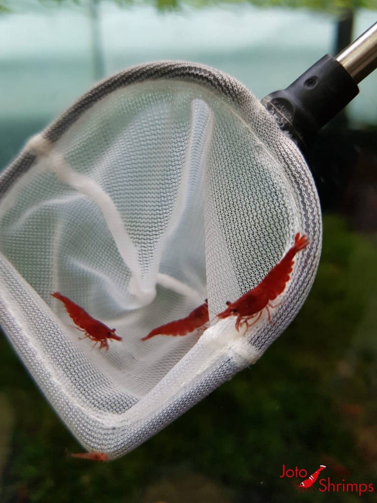 Red Sakura