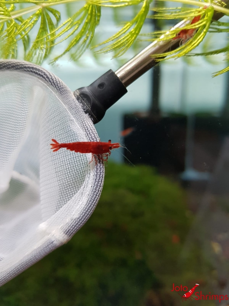 Red Sakura