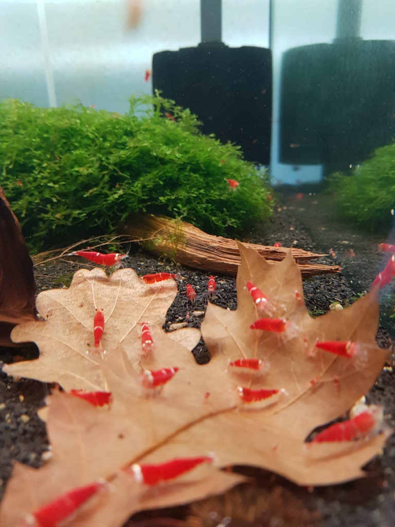 Super Crystal Red