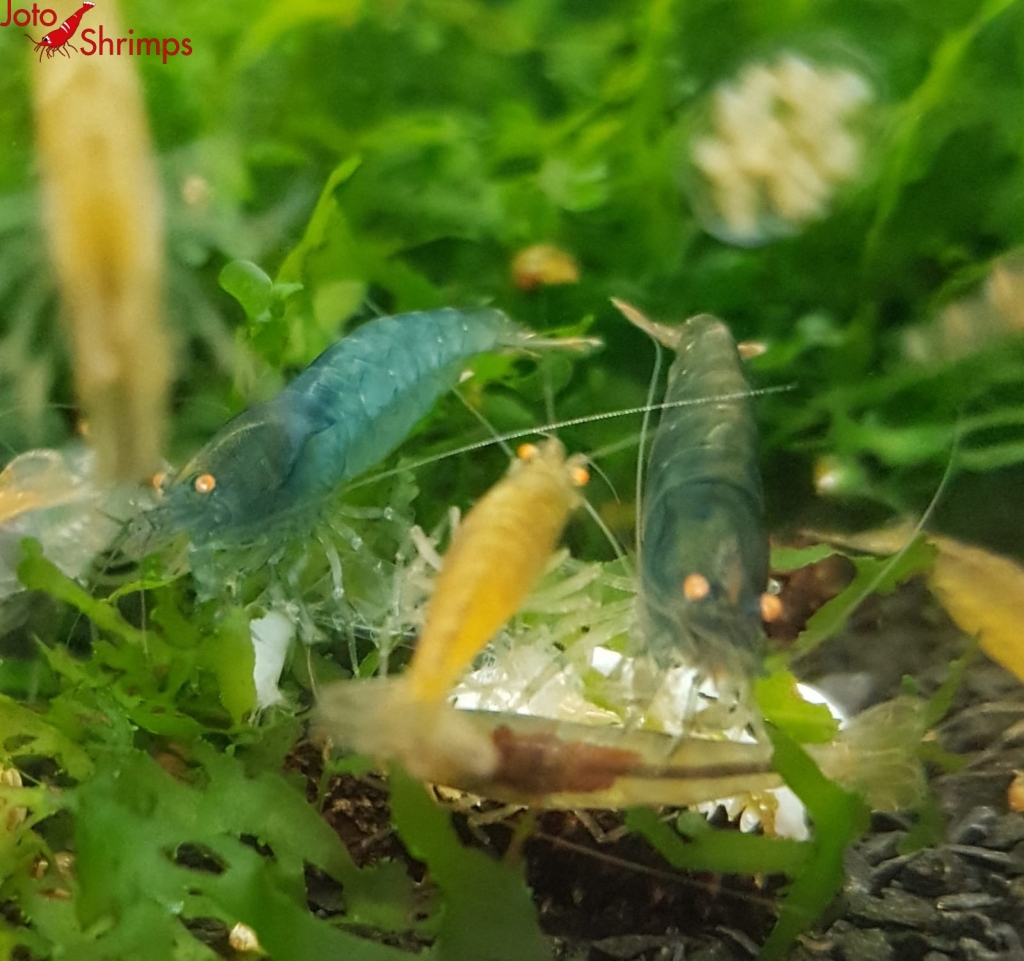 Amber Shrimps OE