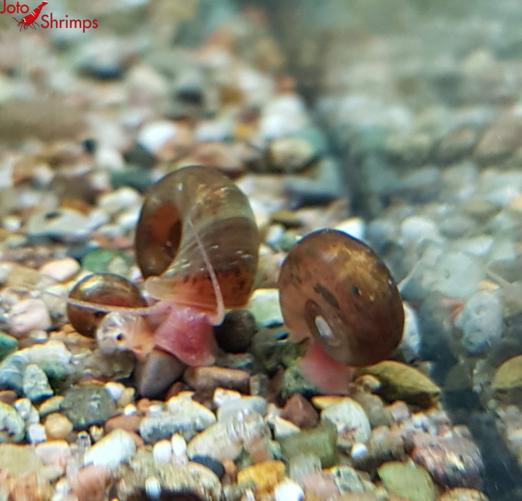 Braune Posthornschnecke