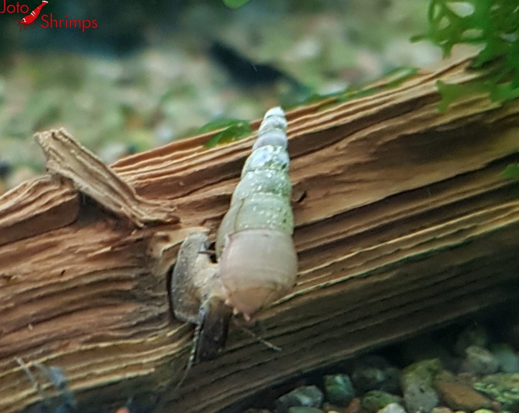 Indische Turmdeckelschnecke
