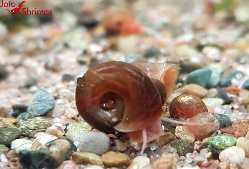 Braune Posthornschnecke