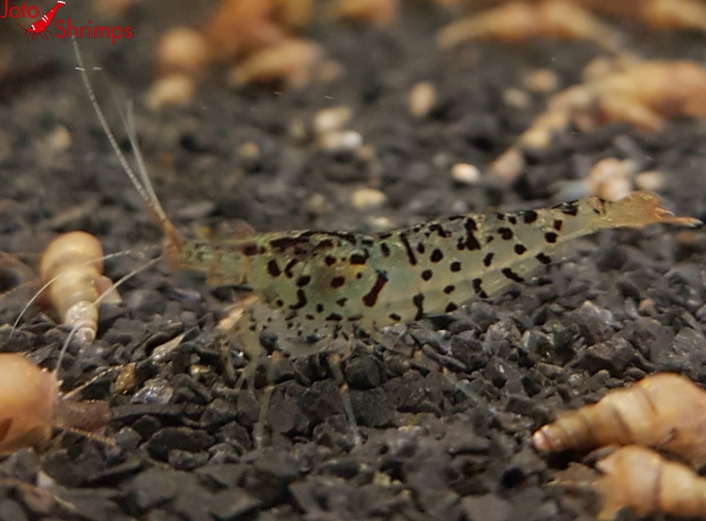 Spotted Tiger