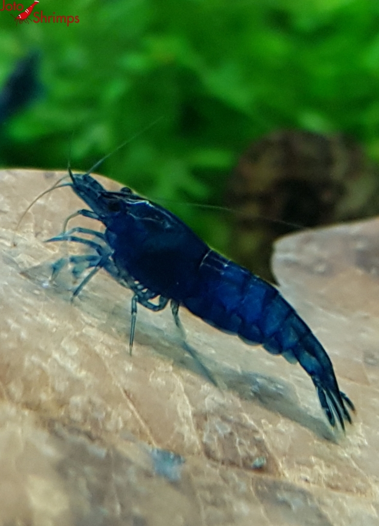 Blue Dream