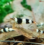 Black Bee A - S